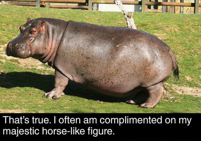 Fun Facts About Hippos (17 pics)