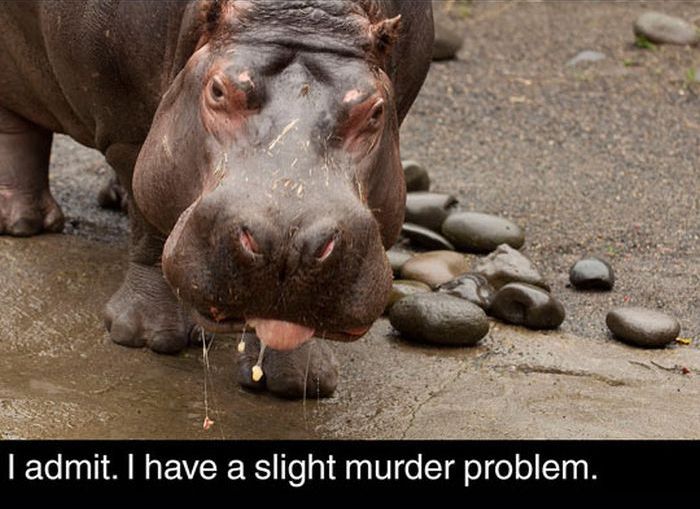 Fun Facts About Hippos (17 pics)