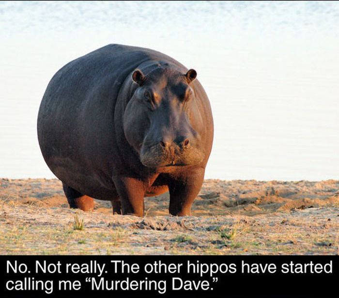 Fun Facts About Hippos (17 pics)