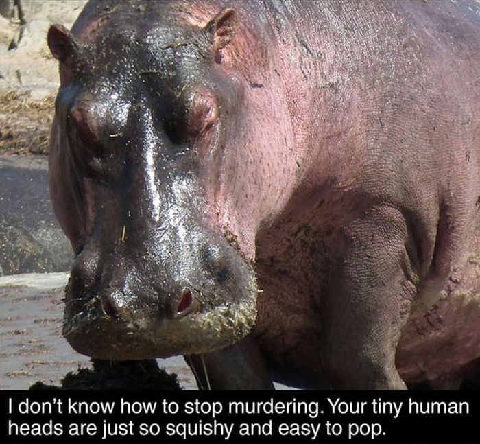 Fun Facts About Hippos (17 pics)