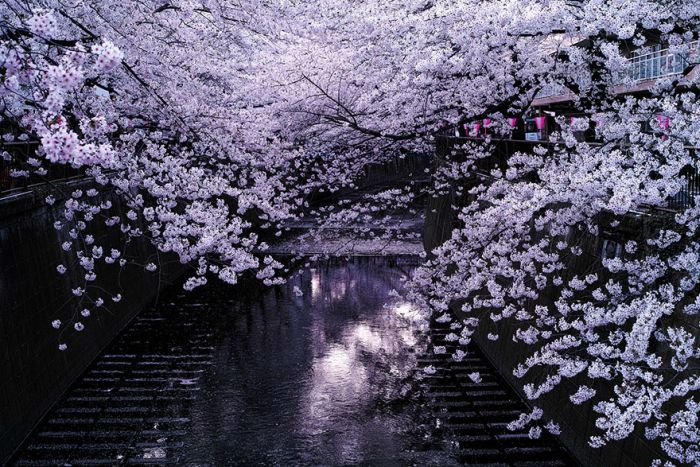 Japanese Cherry Blossom Photos (21 pics)