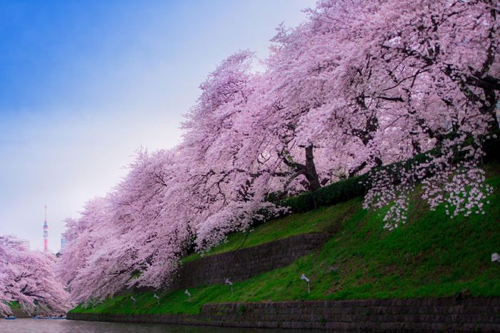 Japanese Cherry Blossom Photos (21 pics)