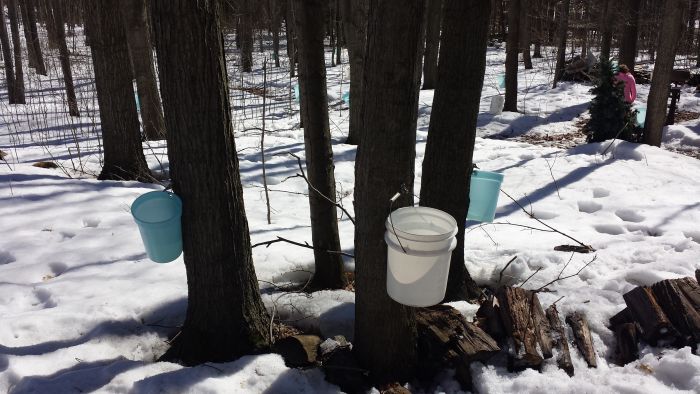 How to Make Maple Syrup (16 pics)