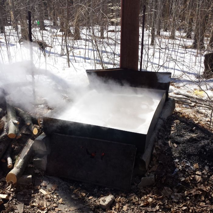 How to Make Maple Syrup (16 pics)