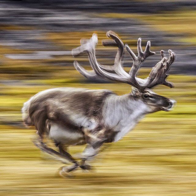National Geographic on Instagram (39 pics)