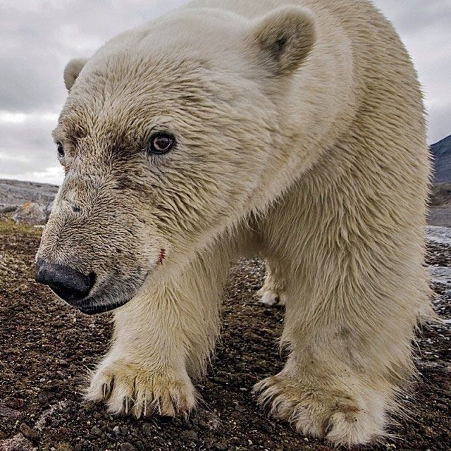 National Geographic on Instagram (39 pics)