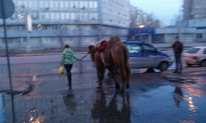 Only in Russia (47 pics)