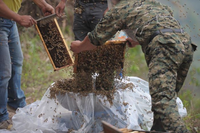 460,000 Bees (12 pics)