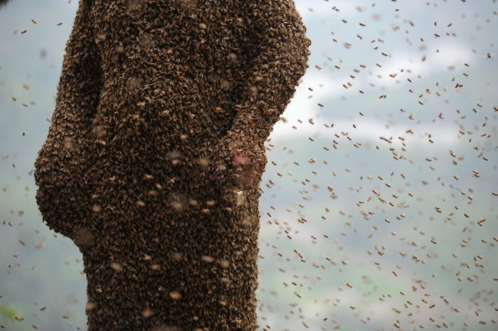 460,000 Bees (12 pics)