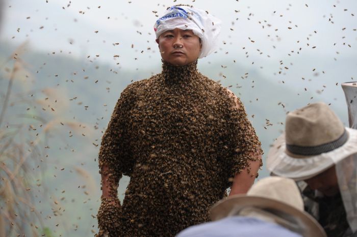 460,000 Bees (12 pics)