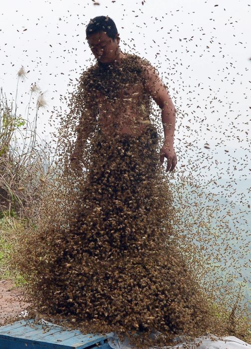 460,000 Bees (12 pics)