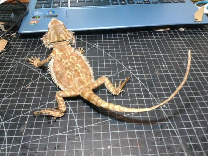 Bearded Dragon Paper Art (24 pics)