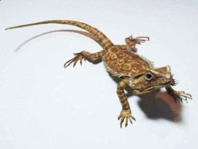 Bearded Dragon Paper Art (24 pics)