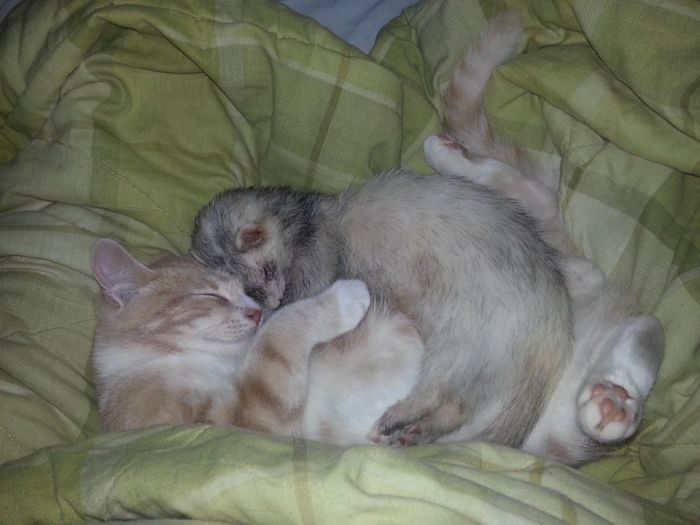 Kitten and Ferrets (40 pics)