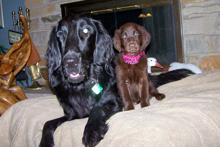 Blind Family Dog and Their New Puppy (20 pics)