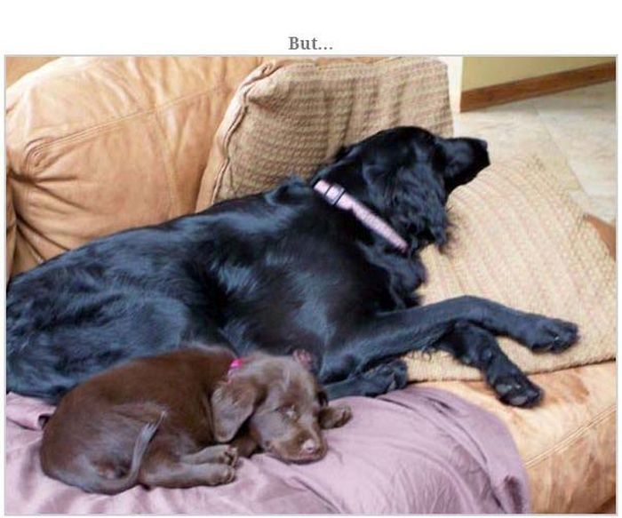 Blind Family Dog and Their New Puppy (20 pics)