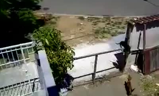 Dog Completes Its Mission Quickly