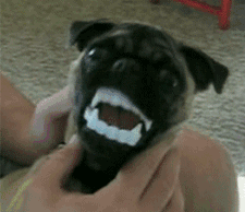 Gifs Of Animals Being Stupid (25 pics)