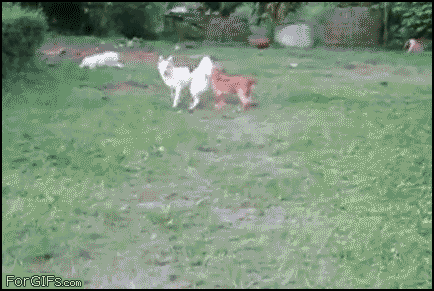Gifs Of Animals Being Stupid (25 pics)