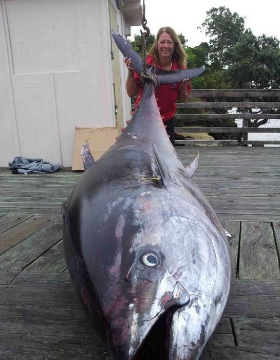 Woman Catches a Big Tuna Fish (6 pics)