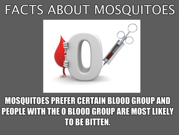 Facts About Mosquitos (5 pics)