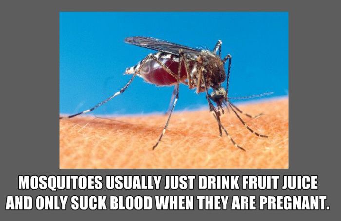 Facts About Mosquitos (5 pics)