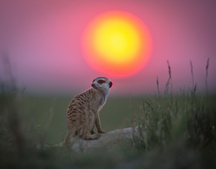 Posing Meerkats (23 pics)