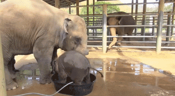 Baby Elephants (23 gifs)