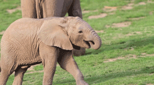 Baby Elephants (23 gifs)