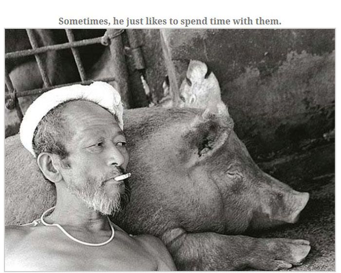 Farmer Who Loves His Pigs (13 pics)