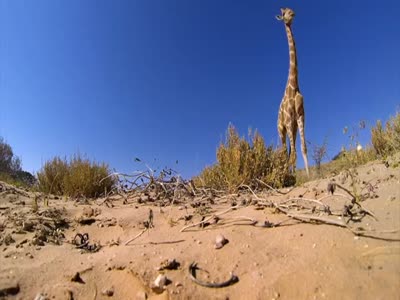 Giraffe Kicks Camera
