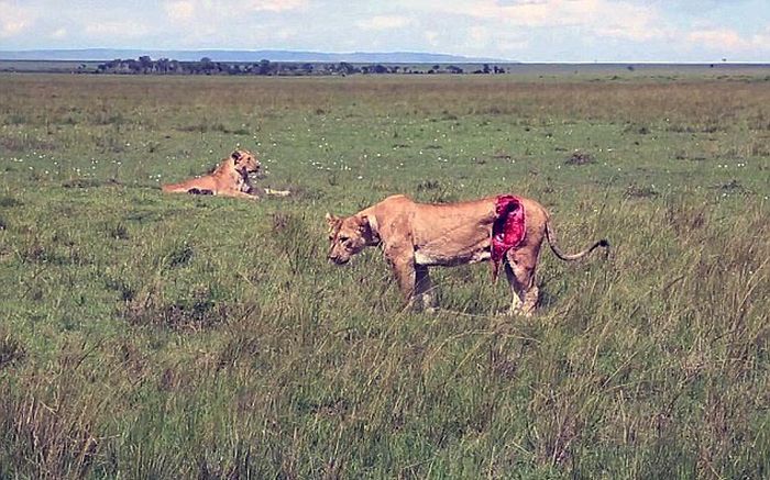 Rescuing a Wounded Lioness (9 pics)