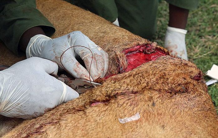 Rescuing a Wounded Lioness (9 pics)