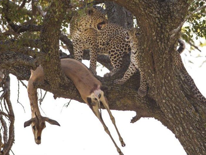 Leopard Dragged Gazelle Up a Tree (10 pics)