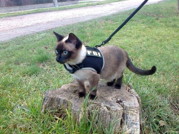 Acid Picdump (113 pics)