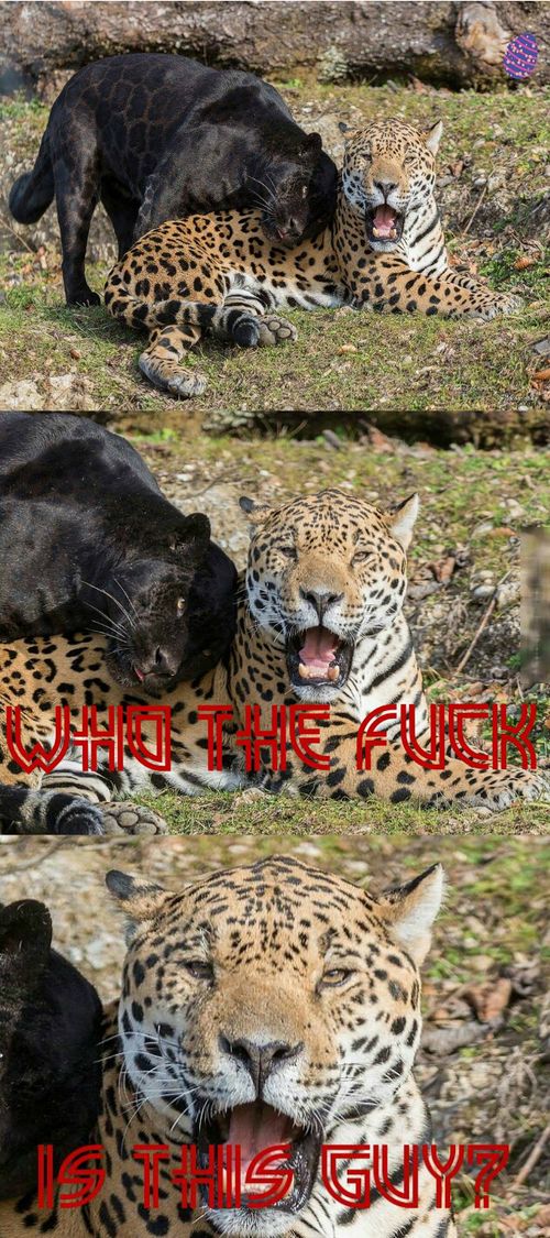 Acid Picdump (113 pics)