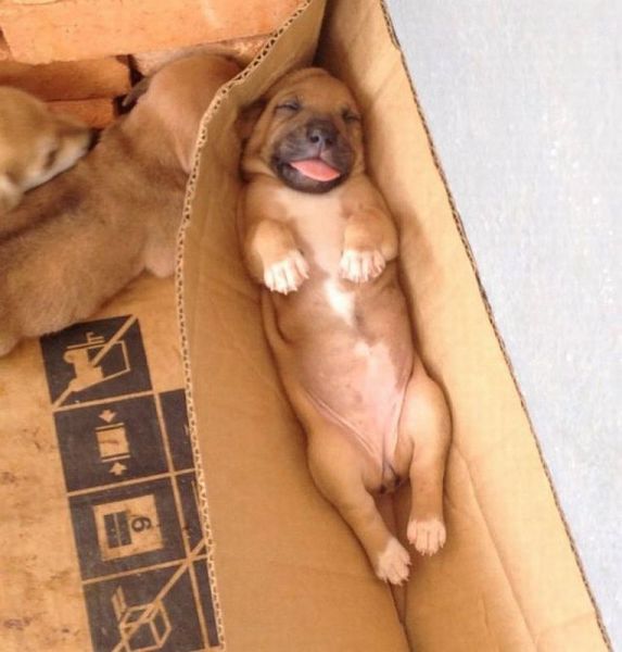 Acid Picdump (113 pics)
