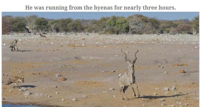 Antelope Escapes Hungry Hyenas (13 pics)