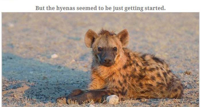 Antelope Escapes Hungry Hyenas (13 pics)