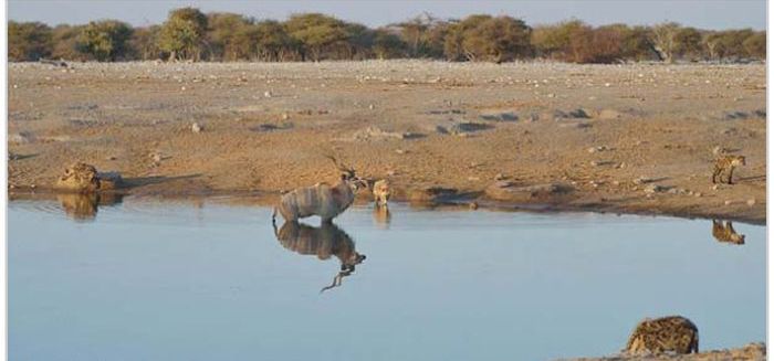 Antelope Escapes Hungry Hyenas (13 pics)