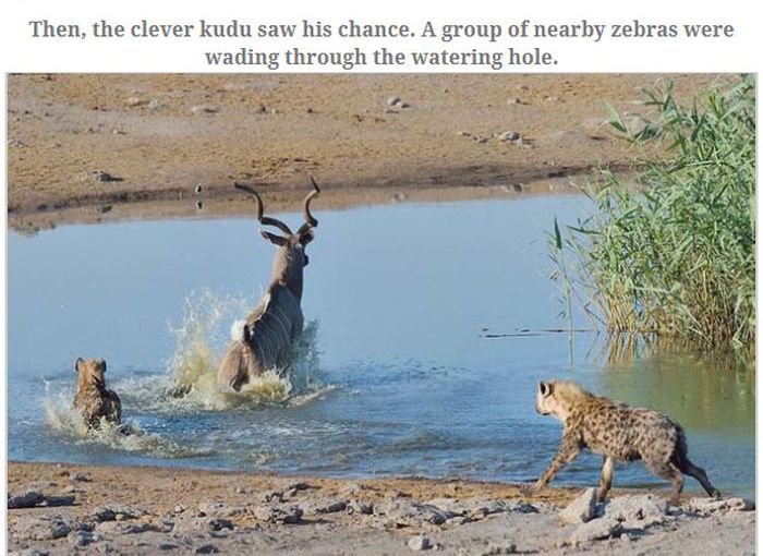 Antelope Escapes Hungry Hyenas (13 pics)