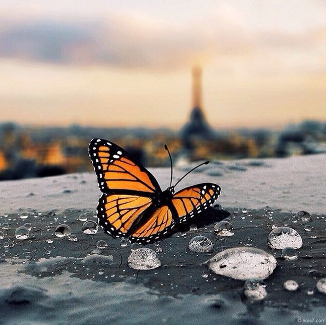 Surreal Instagram Photos (40 pics)
