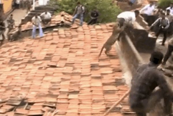 Leopard vs People (6 gifs)