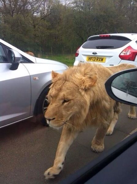 Acid Picdump (119 pics)
