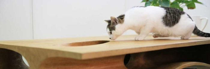 This Table Has Built In Tunnels For A Cat (6 pics)