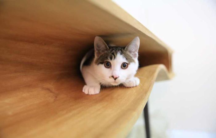 This Table Has Built In Tunnels For A Cat (6 pics)