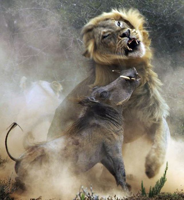 See A Lion Battle A Warthog In These EPIC Pics (10 pics)