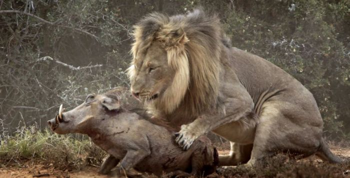 See A Lion Battle A Warthog In These EPIC Pics (10 pics)