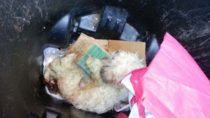 This Dog Was Thrown In A Trash Can, See What Happened To It After (8 pics)