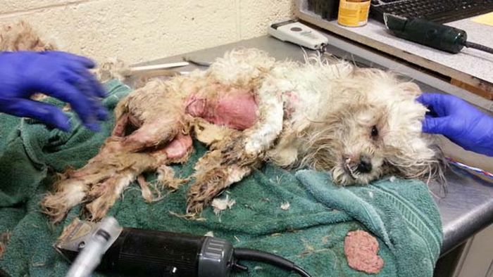 This Dog Was Thrown In A Trash Can, See What Happened To It After (8 pics)